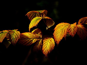 Backlit autumn leaves glowing against dark background