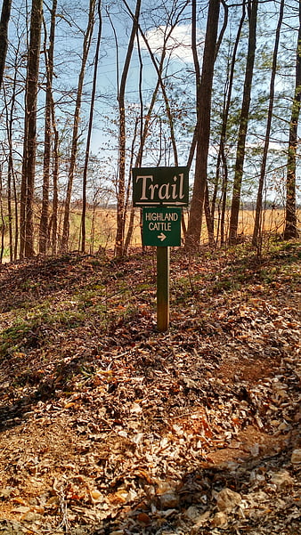 Green Trail Sign in Forest with Highland Cattle Direction