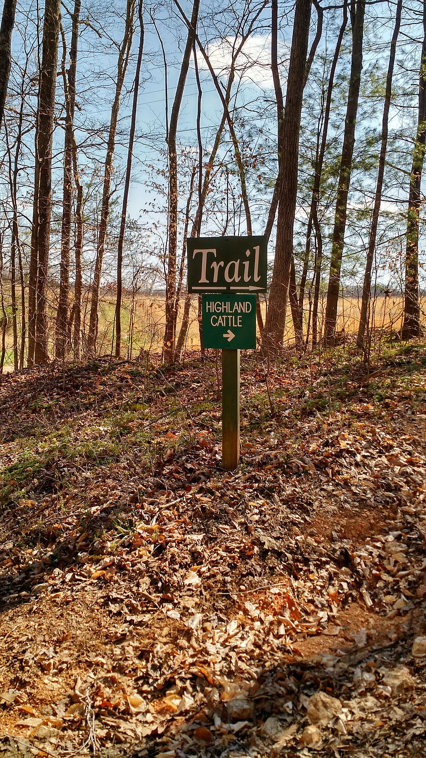 Green Trail Sign in Forest with Highland Cattle Direction