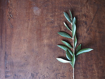 Olive branch on rustic dark wooden table background