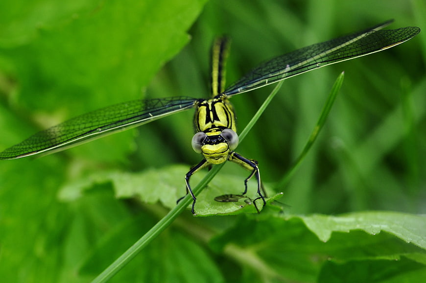 Close-up of a yellow dragonfly on a green leaf