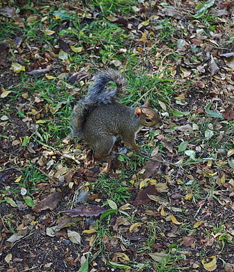 Gray squirrel foraging in autumn leaves and grass
