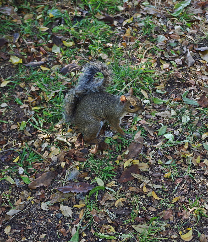 Gray squirrel foraging in autumn leaves and grass