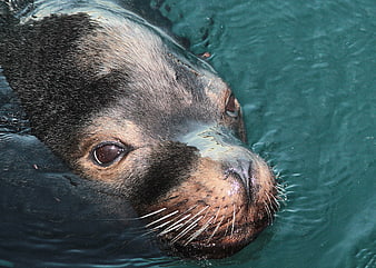 Close-up of a Sea Lion Head Floating in Water