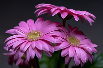 Close-up of vibrant pink gerbera daisies on dark background