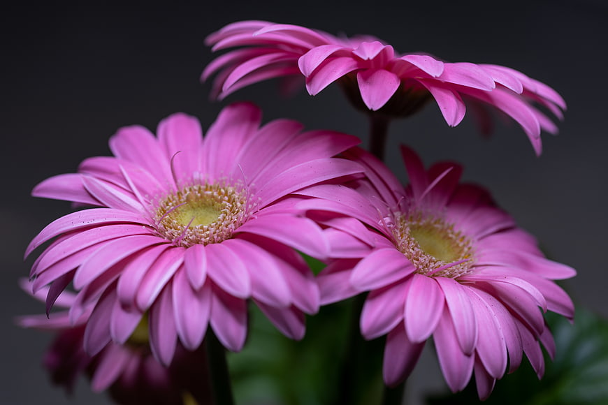Close-up of vibrant pink gerbera daisies on dark background