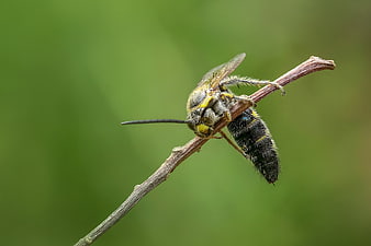 Macro shot of a green bee perched on a twig