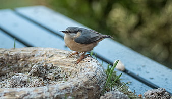 Eurasian Nuthatch perched on wooden bird feeder outdoors