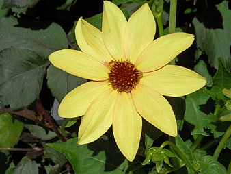 Yellow Dahlia Flower Close-Up in Garden