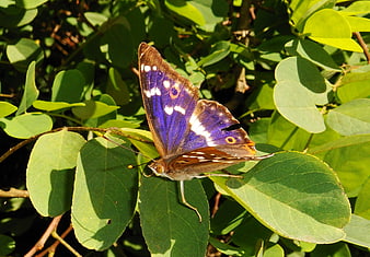 Close-up of a Purple Emperor Butterfly on Green Leaves