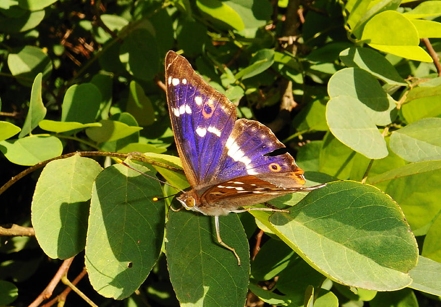 Close-up of a Purple Emperor Butterfly on Green Leaves