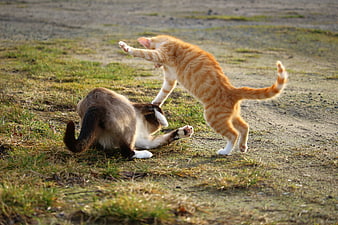 Two Cats Playing Outdoors On A Grassy Field