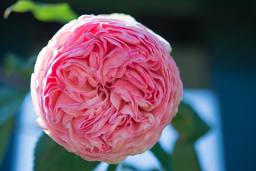 Close-up of a vibrant pink rose bloom in sunlight
