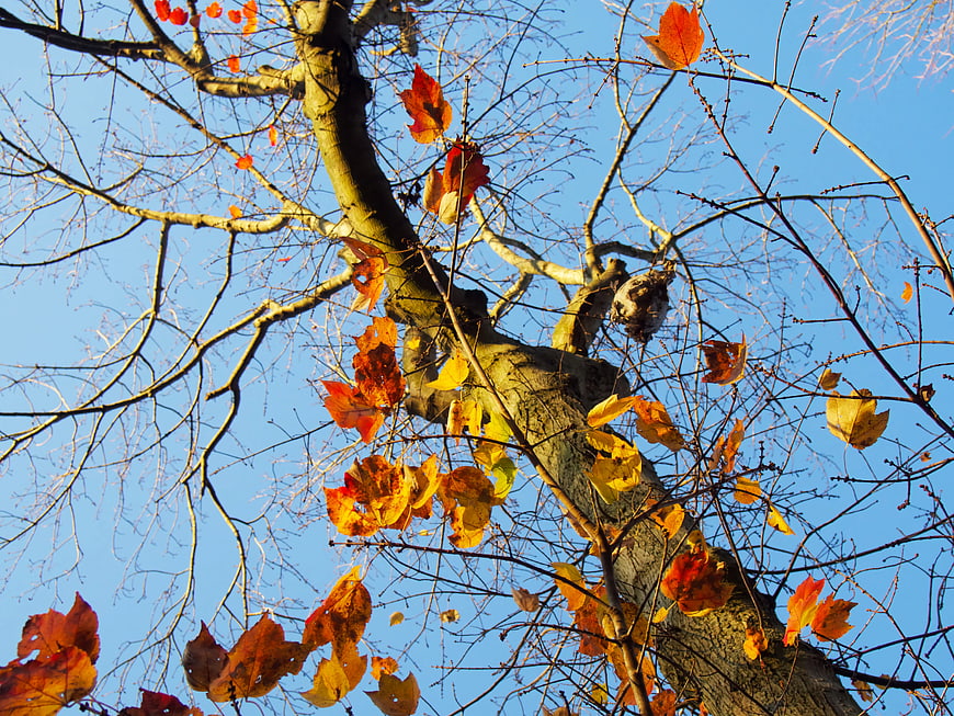 Autumn Tree Branches with Orange Leaves Against Blue Sky