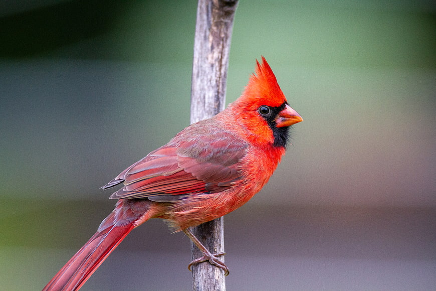 Male Northern Cardinal Perched on Branch