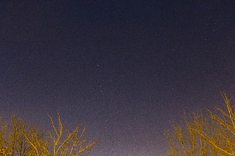 Starry Night Sky with Silhouetted Trees