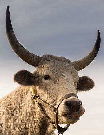 White bull with large horns sticking tongue out