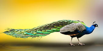 Majestic Peacock Standing Against Vibrant Yellow Gradient Background