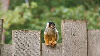 Cute Squirrel Monkey Sitting on Wooden Fence