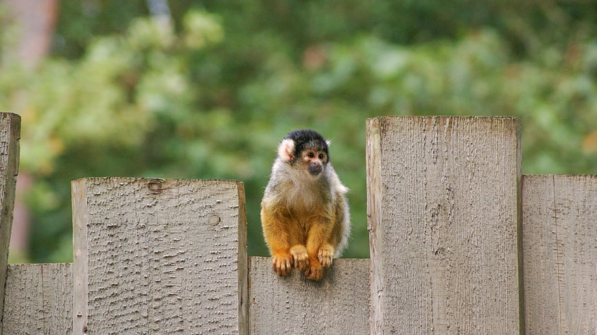 Cute Squirrel Monkey Sitting on Wooden Fence