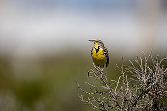 Western Meadowlark Perched on Dry Branch in Nature