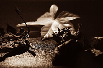 Dried autumn leaves and seed pods on textured surface