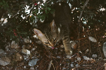 Tabby kitten licking lips under a bush with red berries