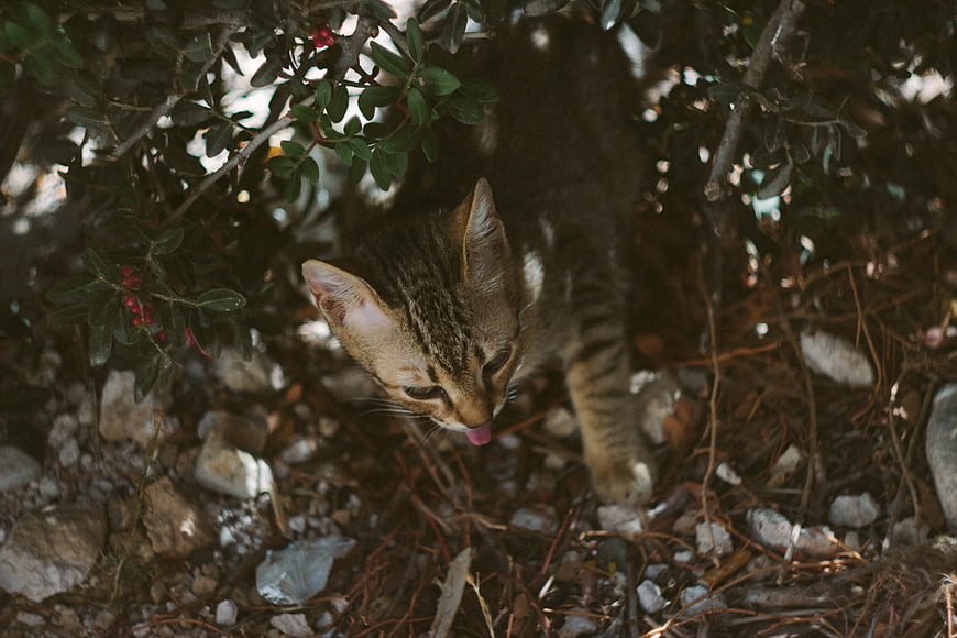 Tabby kitten licking lips under a bush with red berries