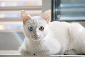 White Cat With Heterochromia Iridis Lying On Windowsill