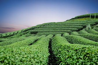 Lush Green Tea Plantation Hills Under Blue Sky