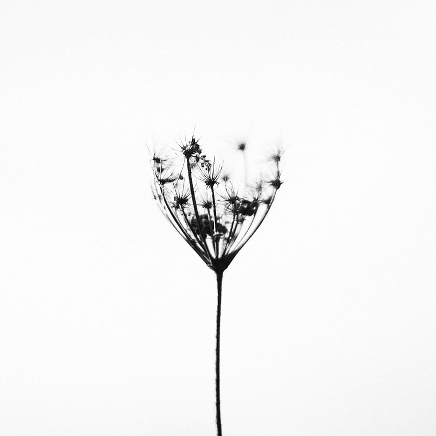 Minimalist Black and White Silhouette of a Dried Wildflower