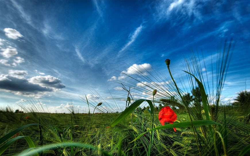 Red Poppy in Green Wheat Field Under Blue Sky