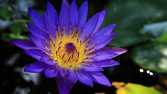 Vibrant Purple Water Lily with Yellow Center Close-Up