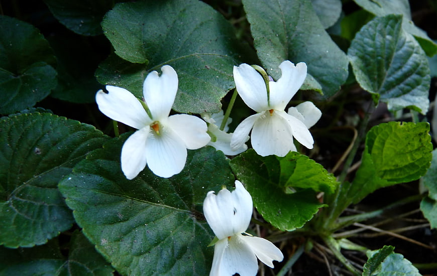 White wild violets blooming among green leaves in spring