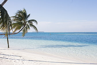 Tropical Beach Landscape With Palm Trees And Turquoise Water
