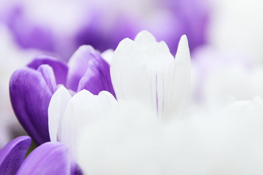 Macro Close-Up of Purple and White Crocus Flowers in Spring
