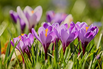 Purple Crocuses Blooming in Green Spring Grass
