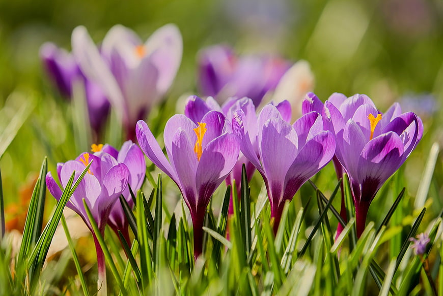 Purple Crocuses Blooming in Green Spring Grass