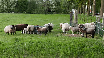 Flock of sheep and lambs grazing in green pasture