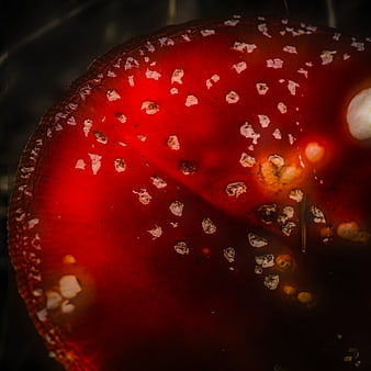 Close-up of a red fly agaric mushroom cap with white spots