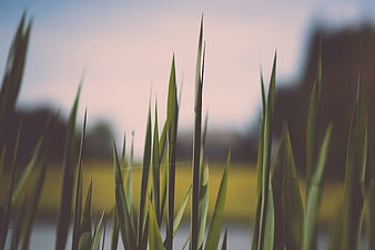 Close-up of green reeds with blurred background