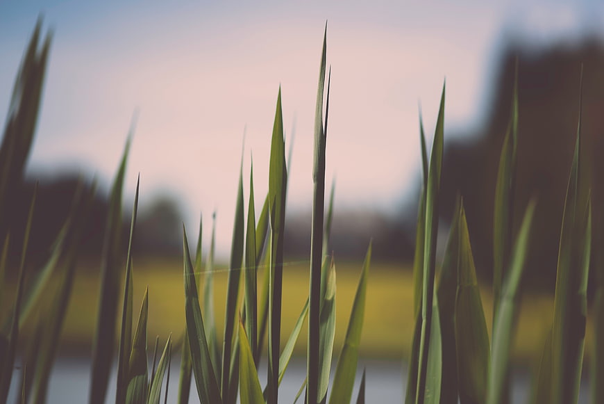 Close-up of green reeds with blurred background