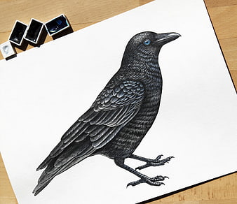 Detailed ink drawing of a crow on white paper