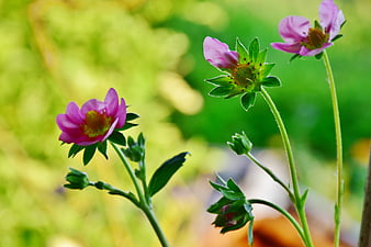 Pink Strawberry Blossoms Blooming In A Garden