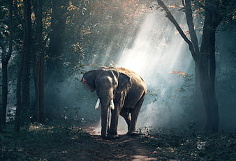 Majestic Elephant Walking in Misty Forest with Sunbeams
