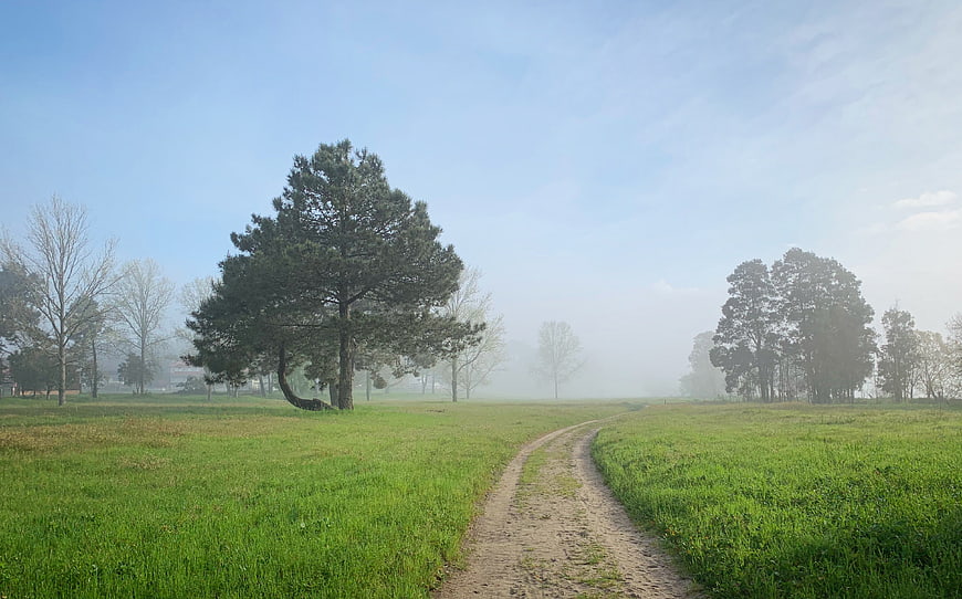 Misty morning path through green meadow with pine trees