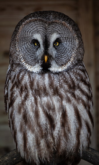 Close-up portrait of a Great Grey Owl with yellow eyes