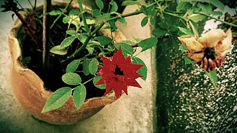 Red flower in rustic pot with green leaves