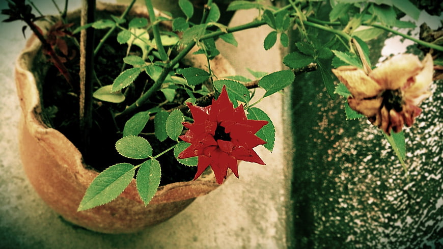 Red flower in rustic pot with green leaves