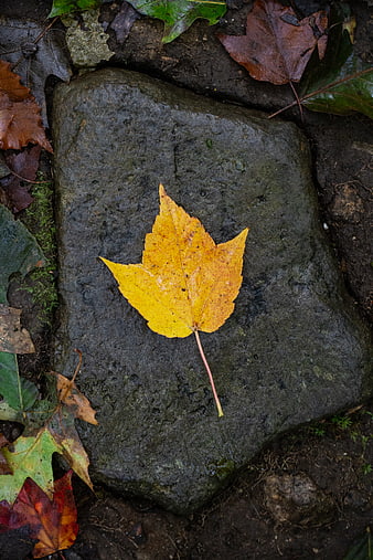Yellow Maple Leaf on Wet Rock in Autumn
